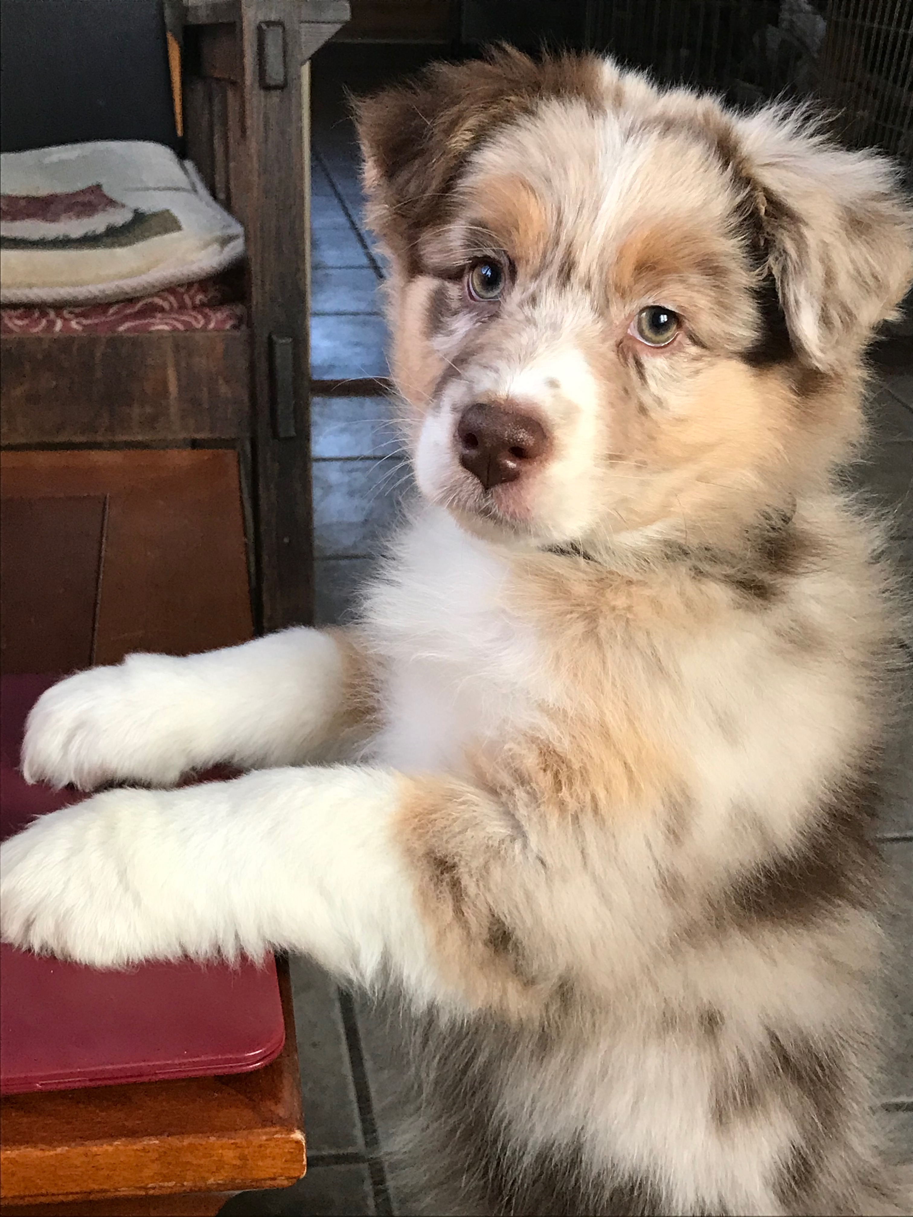 Australian Shepherds